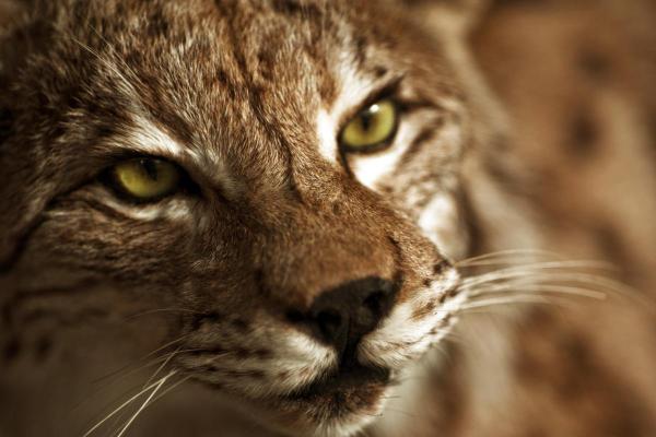 Lynx ibérique : répartition, habitat et taille - Il appartient au genre Lynx
