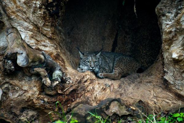 Lynx ibérique : répartition, habitat et taille - Il mène une vie solitaire