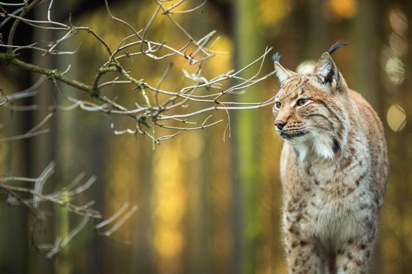 Lynx ibérique : répartition, habitat et taille - Le lynx ibérique est passé de la catégorie « en danger » à la catégorie « vulnérable »