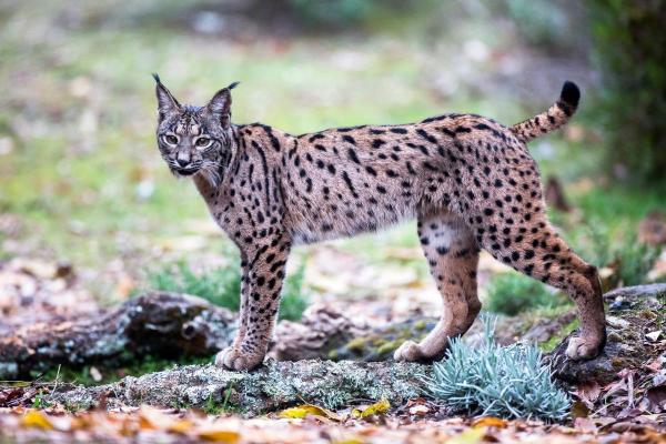 Lynx ibérique : répartition, habitat et taille - Le lynx ibérique, un des trésors de l'Espagne