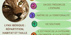 Lynx ibérique : répartition, habitat et taille