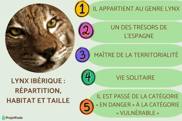 Lynx ibérique : répartition, habitat et taille