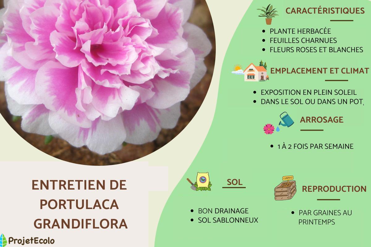 Portulaca grandiflora : entretien et reproduction