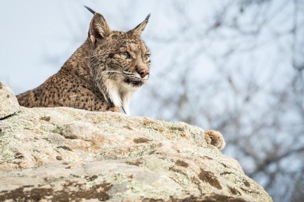 Lynx ibérique : répartition, habitat et taille - Une lueur d'espoir pour le lynx ibérique