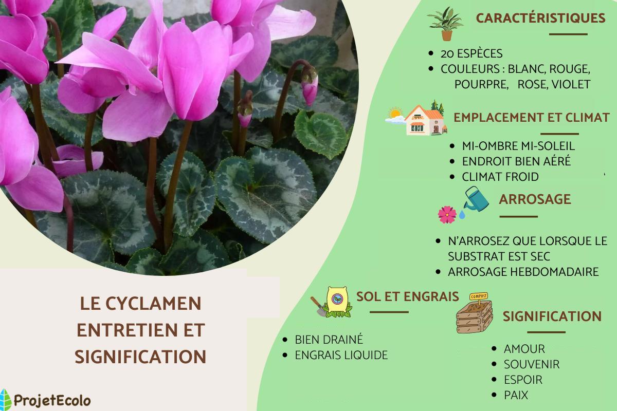 Le cyclamen : fleurs, entretien et signification