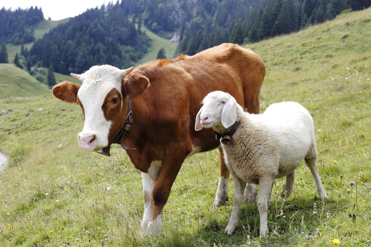 Animaux ruminants : Définition et exemples