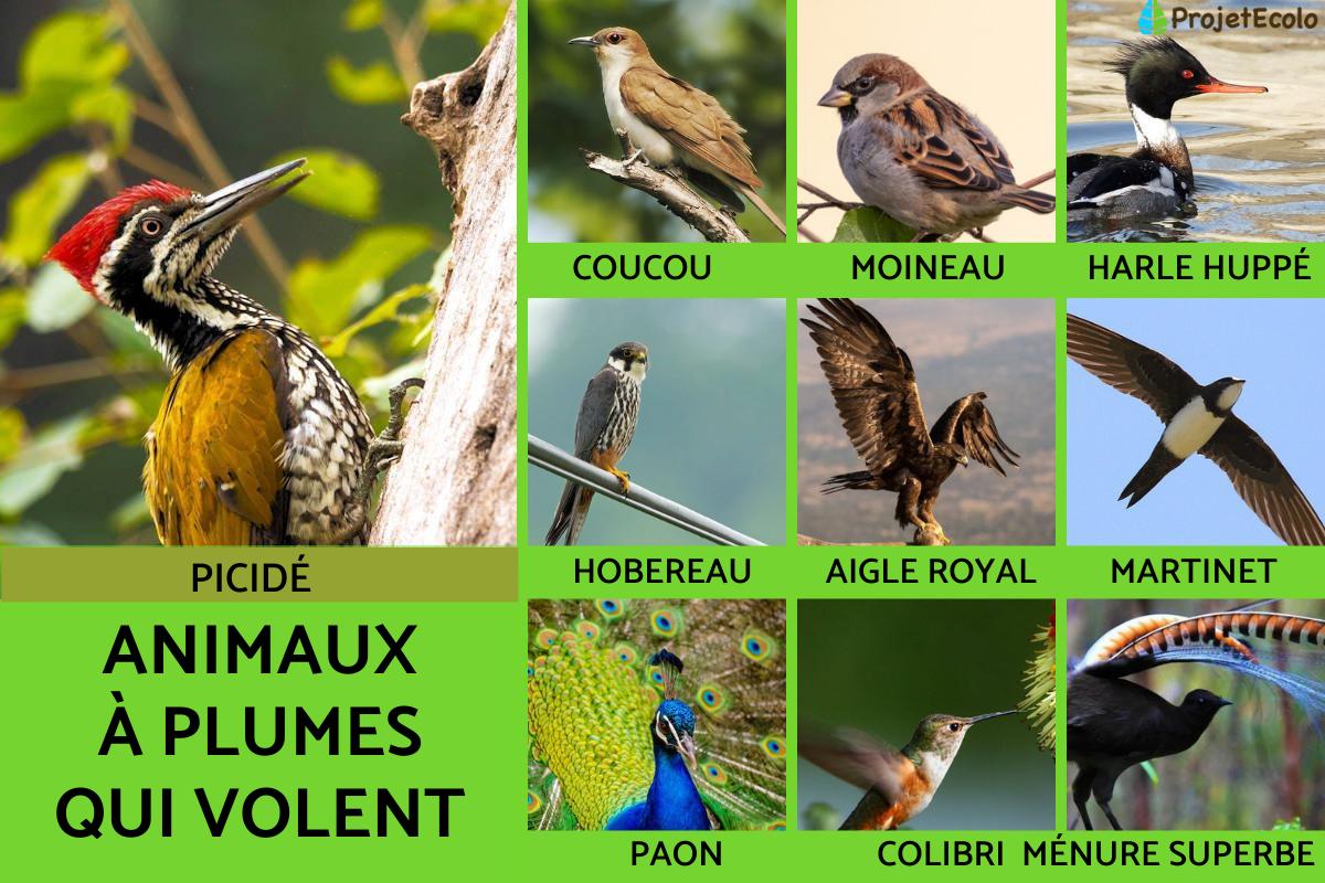 25 ANIMAUX à PLUMES - Noms, caractéristiques et PHOTOS