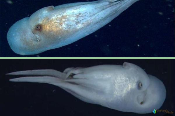 Pieuvres venimeuses - Haliphron atlanticus