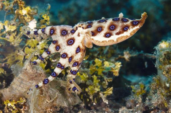 Pieuvres venimeuses - Pieuvre à anneaux bleus (Hapalochlaena sp.)