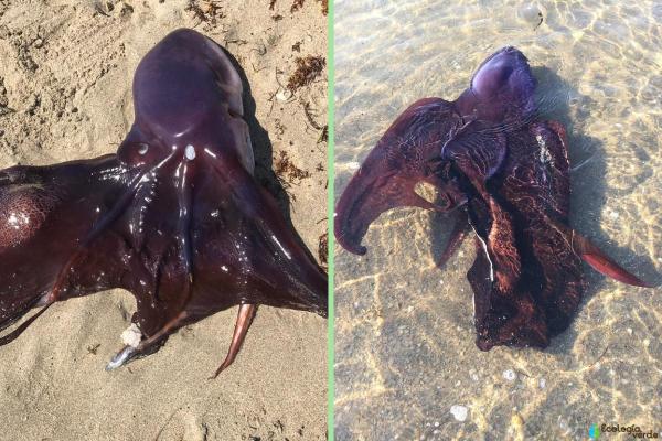 Pieuvres venimeuses - Pieuvre violacée (Tremoctopus violaceus)