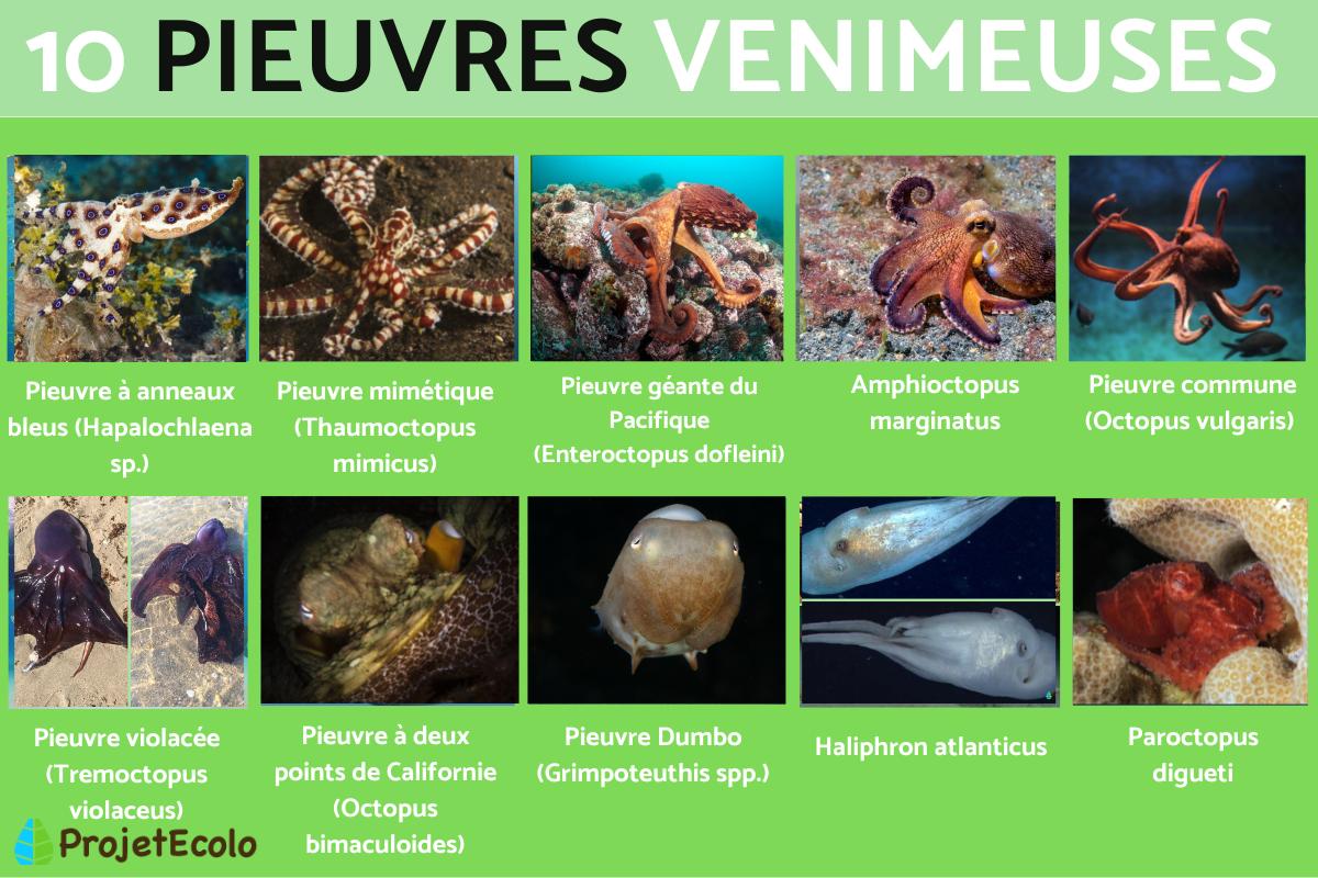 Pieuvres venimeuses