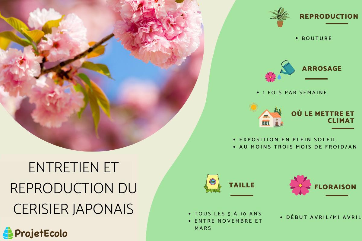 Cerisier du Japon ou Prunus serrulata : Floraison, entretien et bouture