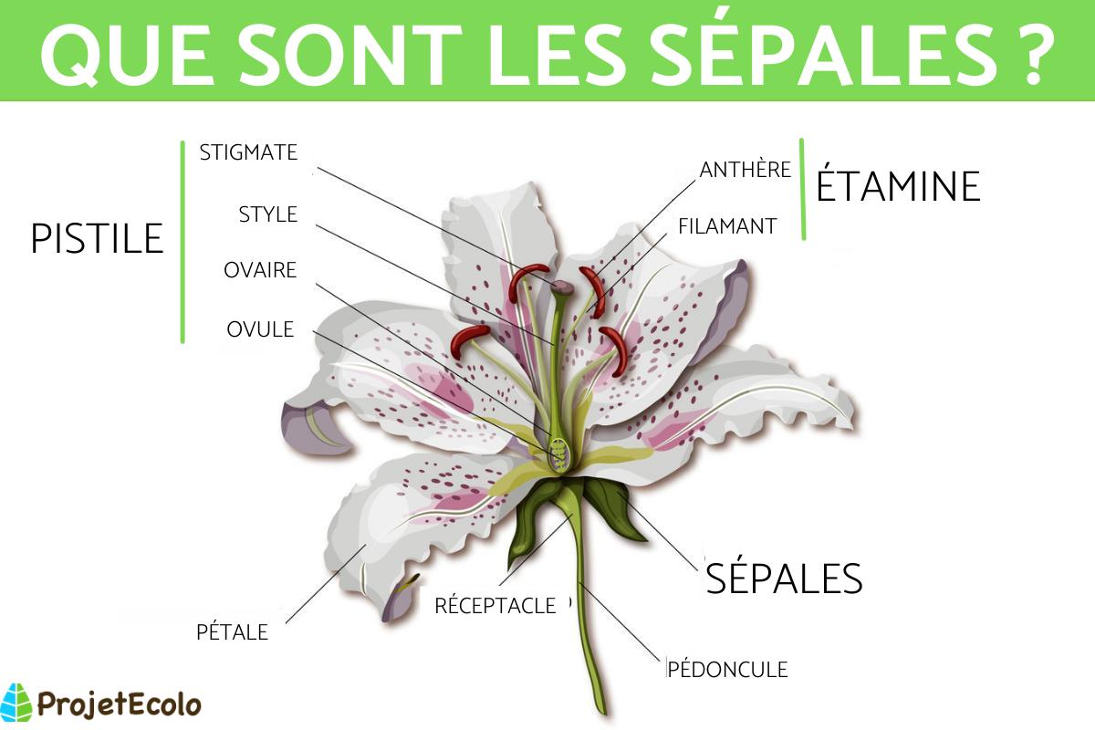 Sépales : Définition et fonction