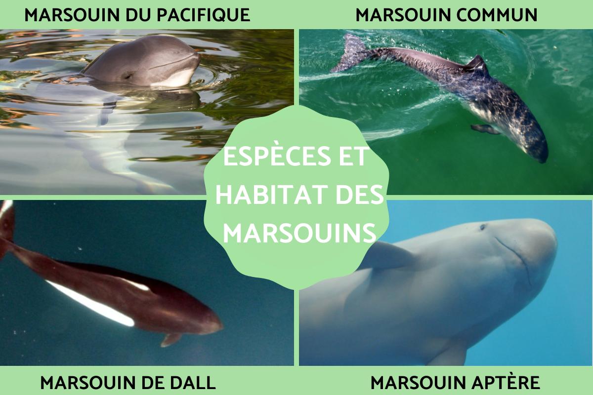 Marsouins : définition, habitat et types