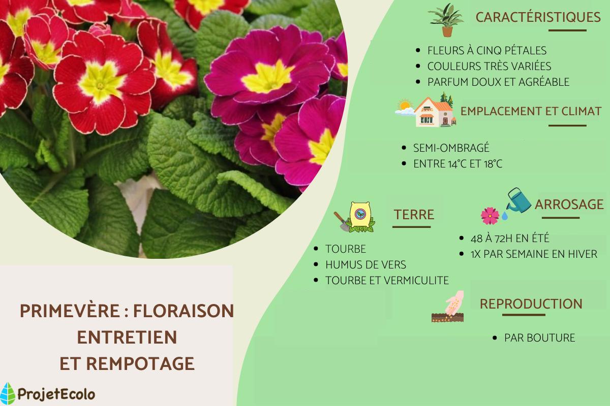 Primevère : floraison, entretien et rempotage