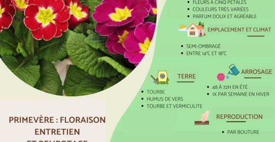 Primevère : floraison, entretien et rempotage