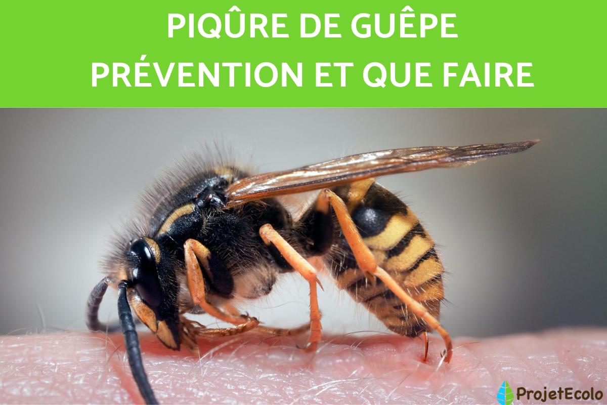 Que faire en cas de piqûre de guêpe ?