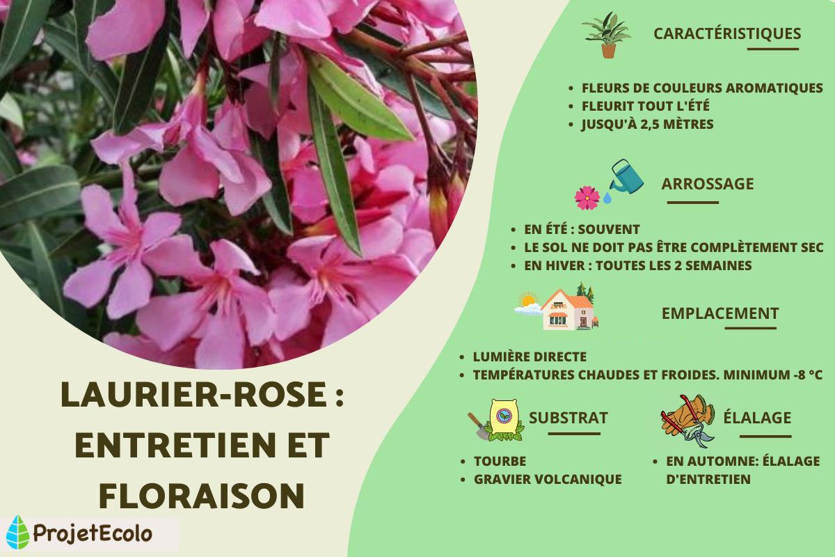 Laurier-rose : entretien et floraison