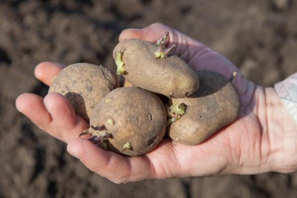 Tubercules : définition et exemples - Pomme de terre 