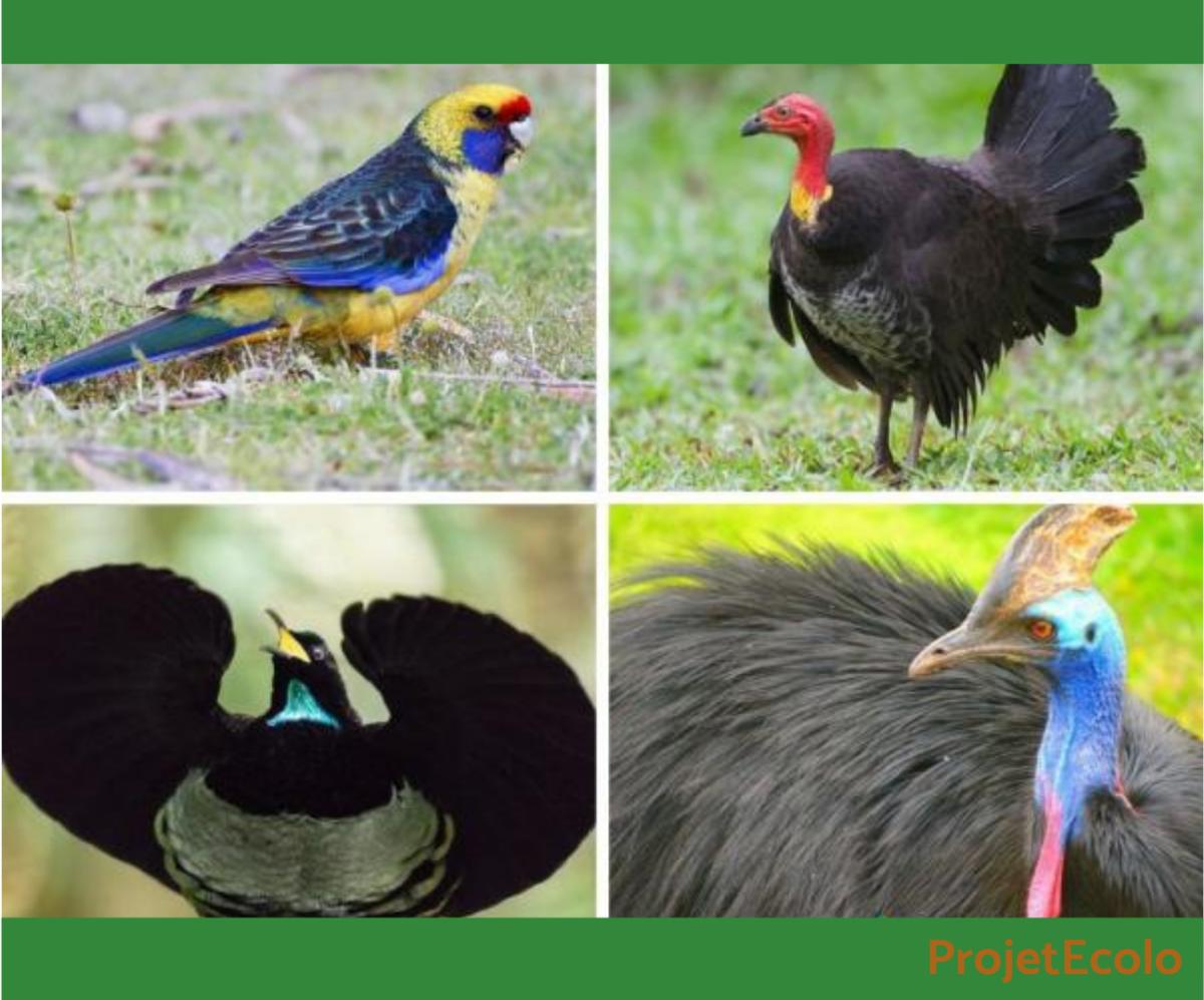 +20 oiseaux d'Australie - Noms et photos