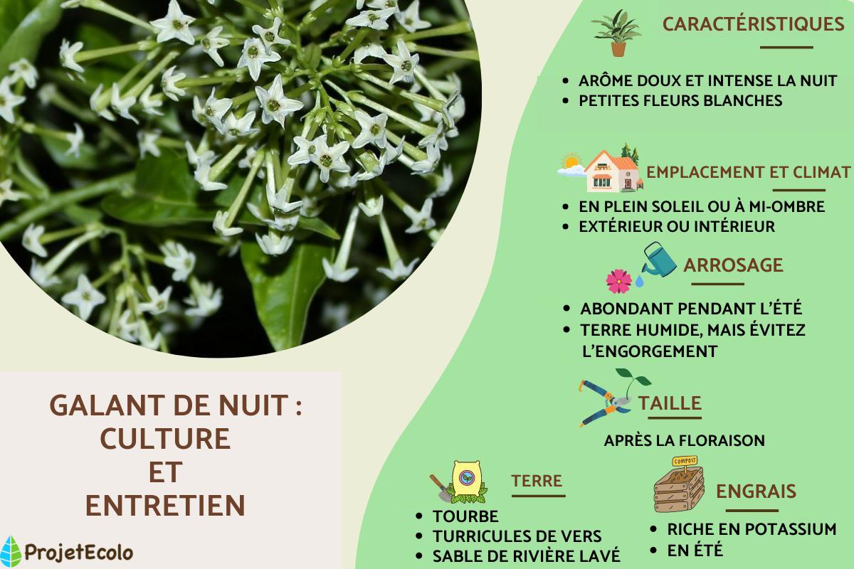 Jasmin de nuit (Cestrum nocturnum) ou Galant de nuit en pot