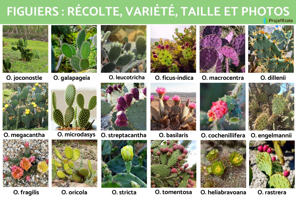 Figuier : récolte, variété, taille et photos
