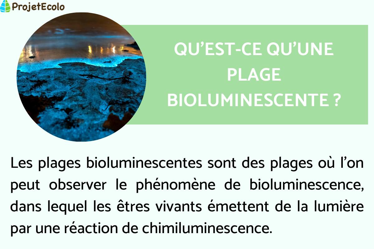 PLAGES BIOLUMINESCENTES : OÙ et QUAND VOIR de la BIOLUMINESCENCE