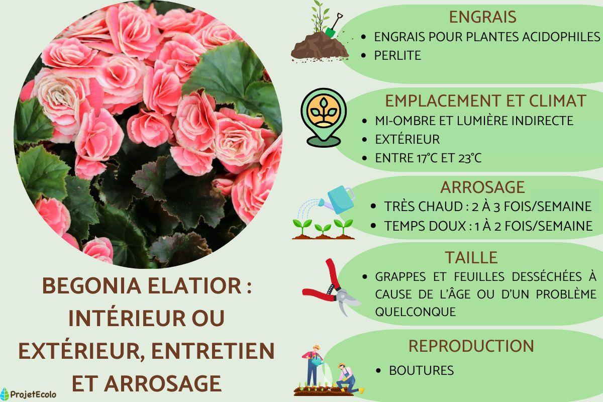 Begonia elatior : intérieur ou extérieur, entretien et arrosage
