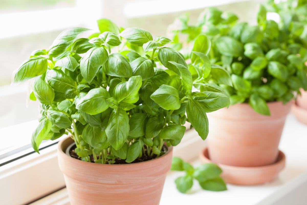 Les bienfaits du basilic