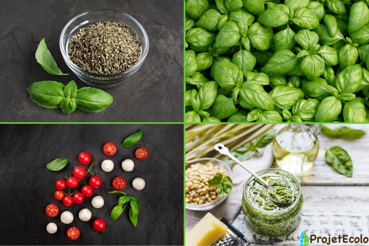 Les BIENFAITS du BASILIC : PROPRIÉTÉS et UTILITÉS - Guide complet