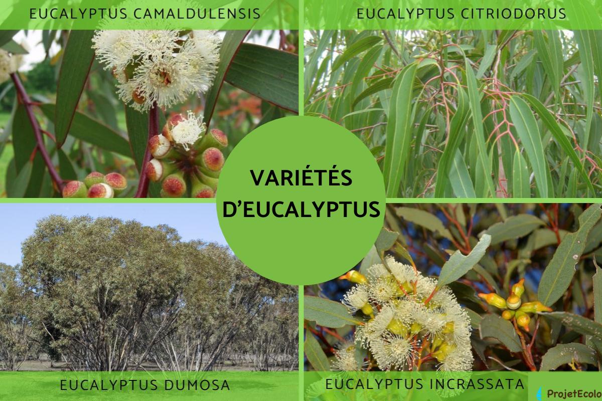Variétés d'eucalyptus