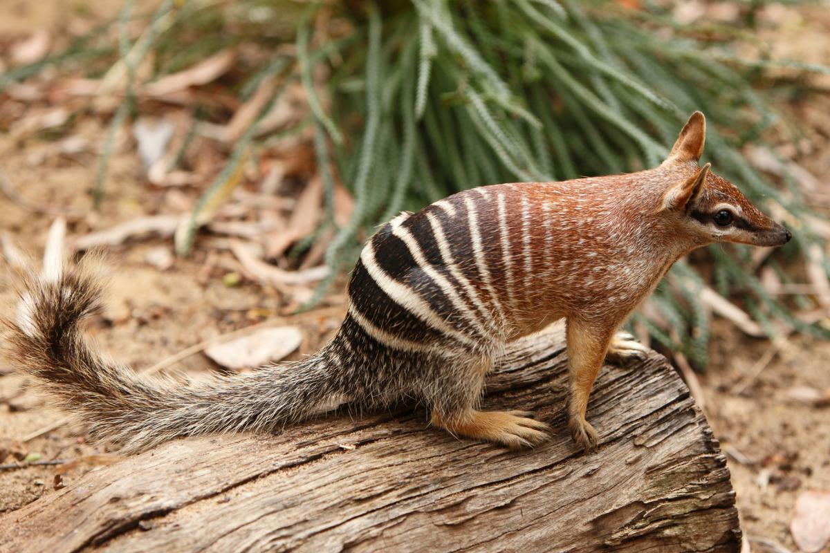 Numbat : habitat, alimentation et reproduction