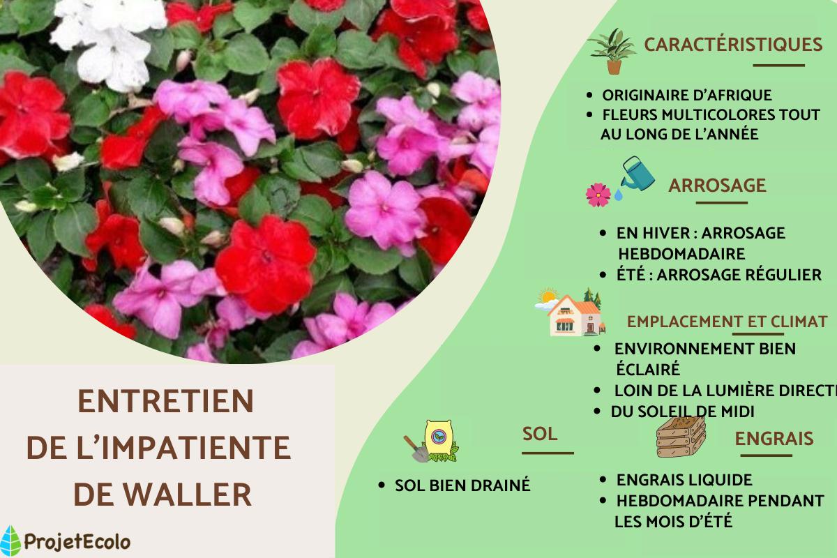 Impatiente de Waller ou Impatiens walleriana : entretien et multiplication