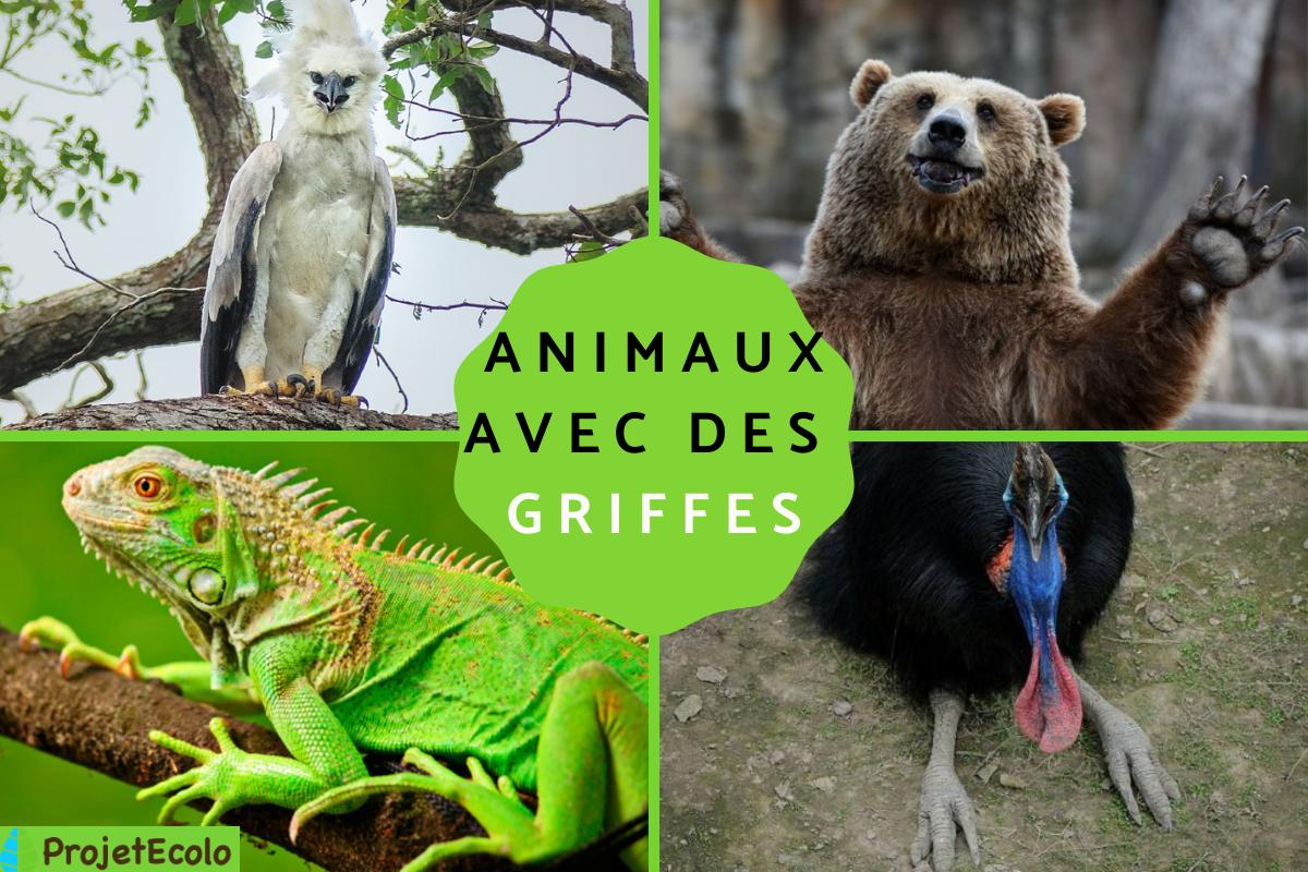 20 Animaux Avec Des Griffes Noms Et PHOTOS 20-animaux-avec-des-griffes-noms-et-photos
