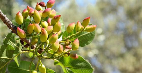 Pistachier : culture et entretien