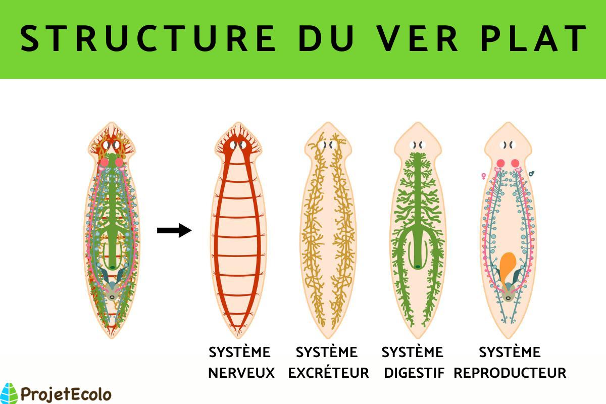 Vers plats caractéristiques et exemples Avec PHOTOS