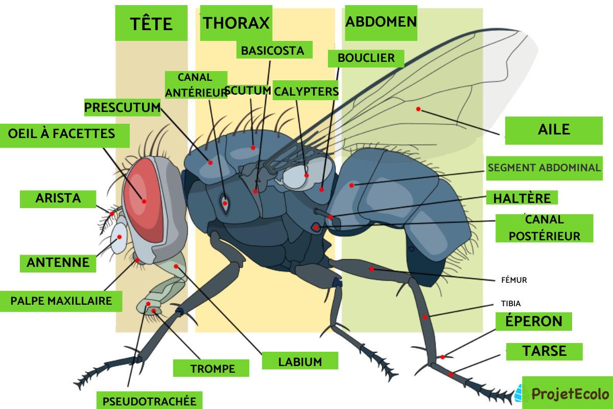 Anatomie de la mouche