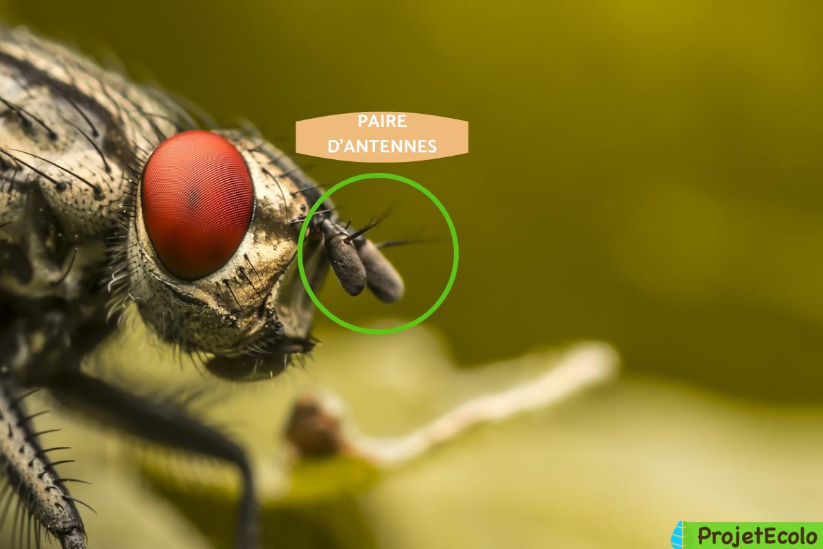 Anatomie de la MOUCHE Résumé y PHOTOS
