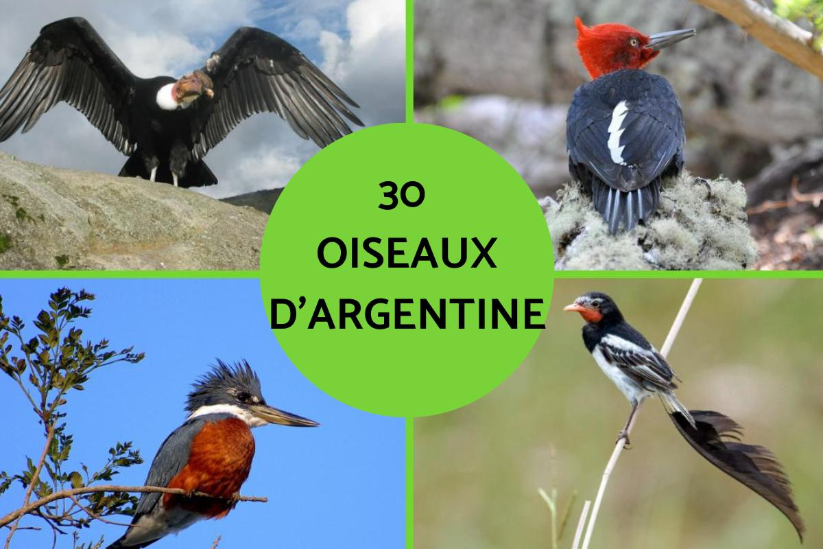 Oiseaux d'Argentine