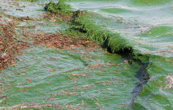 Causes de la pollution de l'eau - Eutrophisation