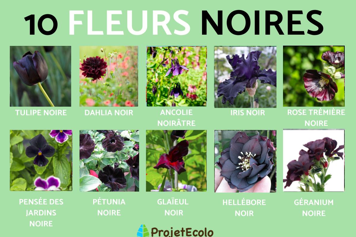 Fleurs noires