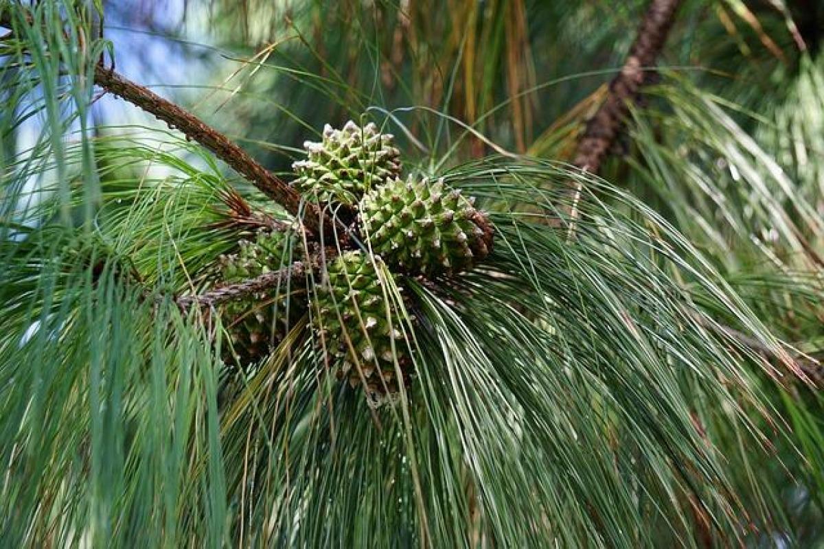 graine de gymnospermes