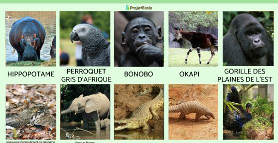 Animaux du Congo