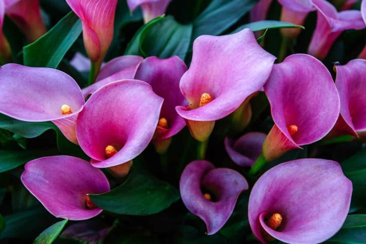 Comment garder un calla comme plante d'intérieur - Entretien
