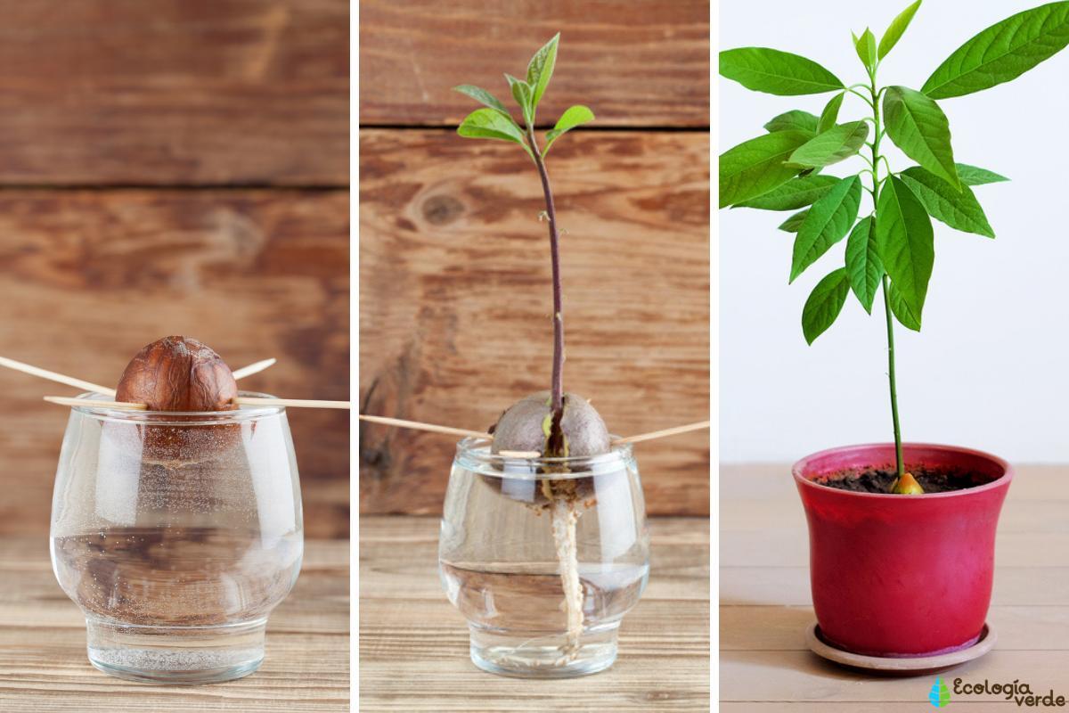 Comment PLANTER un AVOCAT - GUIDE COMPLET
