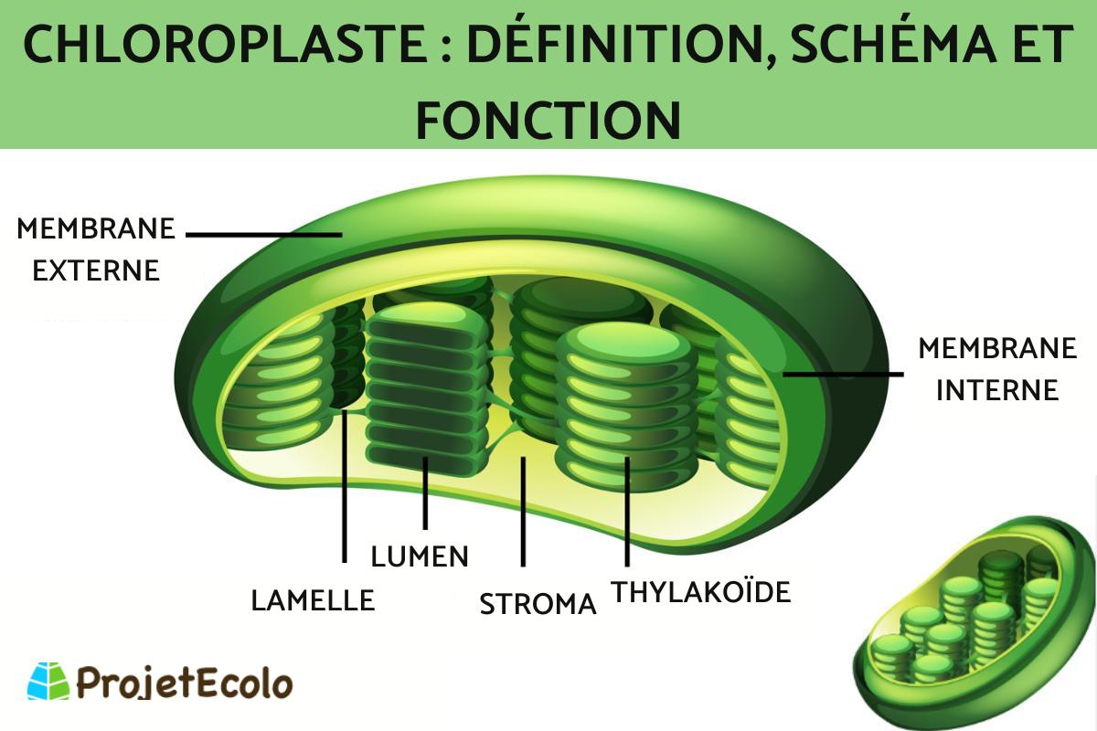 Chloroplaste : définition, schéma et fonction
