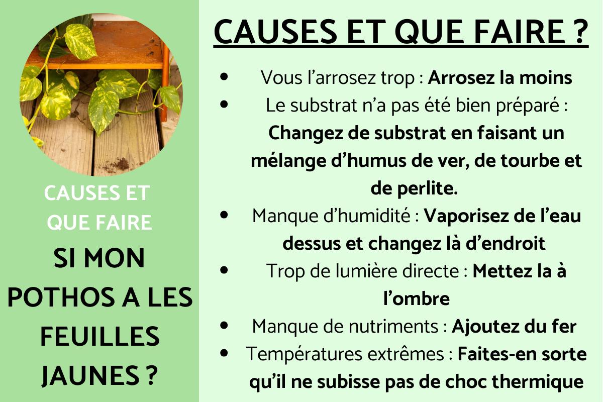 Pothos aux feuilles jaunes : causes et que faire
