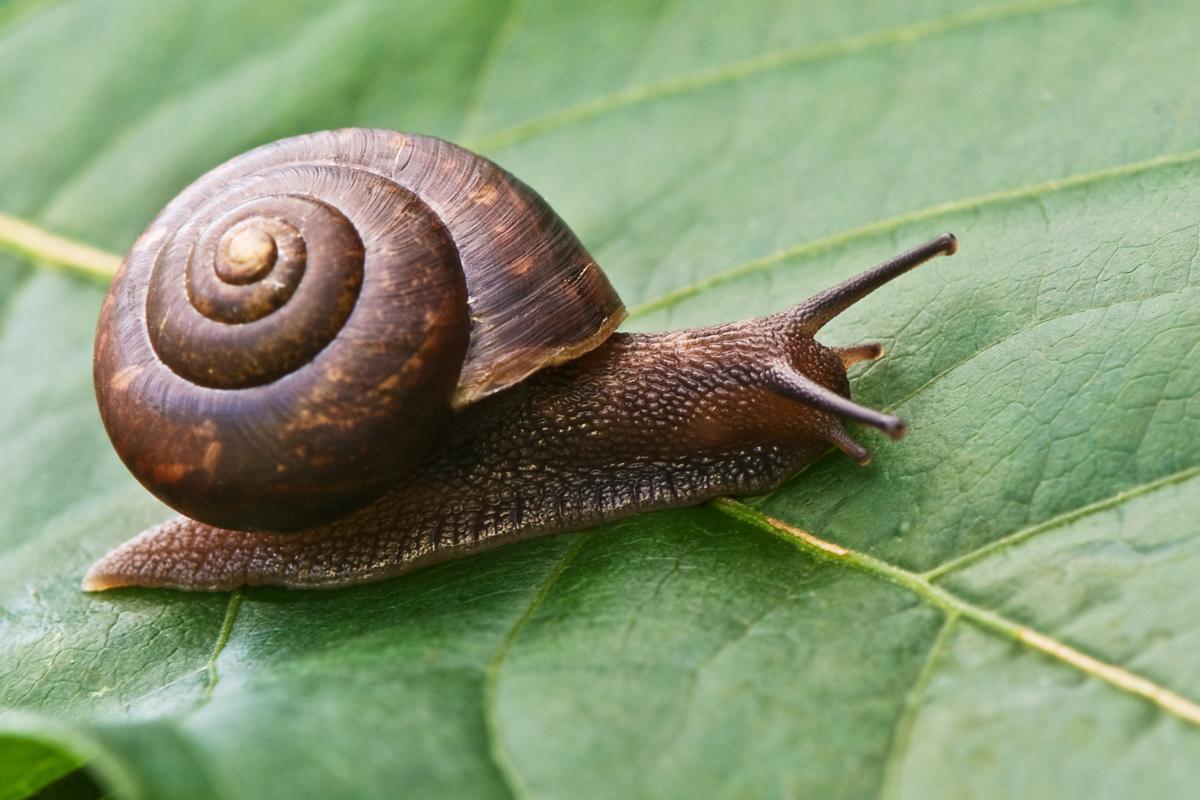 Escargots : alimentation, caractéristiques et espèces