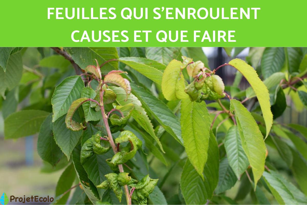 Feuilles qui s'enroulent - Causes et que faire
