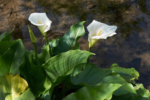Types de lys - Arum blanc (Zantedeschia aethiopica)